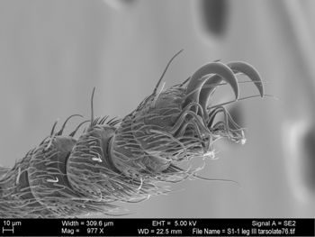 Media type: image; Invertebrate Zoology 131275